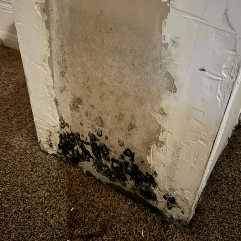Professional Mold Removal in South Peabody, MA